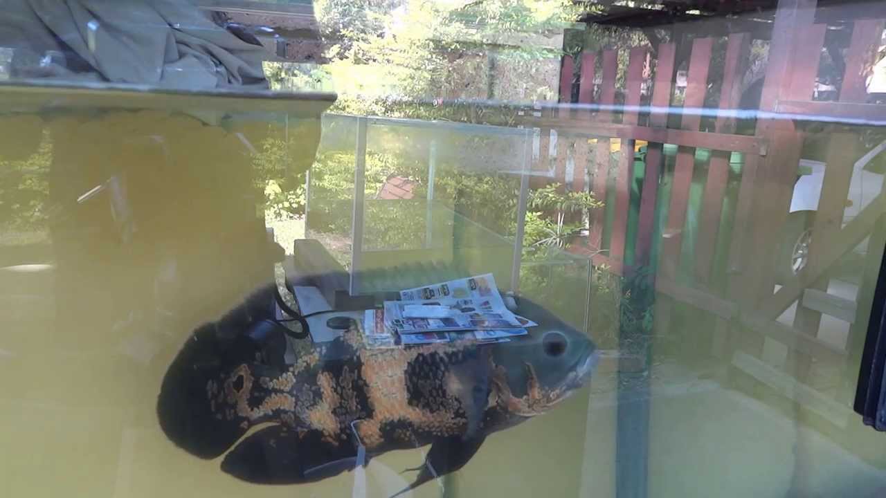 Jack the Oscar Fish feeding on worms - YouTube Jack the Oscar Fish feeding on worms - YouTube