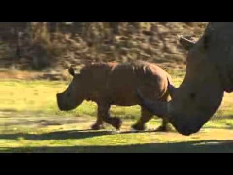 Rhino charges Irwin family at Australia Zoo