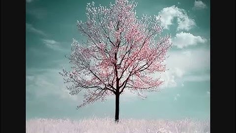 ما تيسر من سورة البقرة من الاية261 إلى 269 بصوت عبد الرحمن أحمد