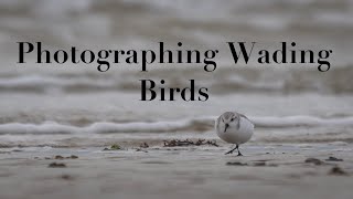 wildlife\/Nature Photography | Photographing Wading Birds