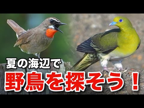 【アボカドの化身】ことりのあそびば Amazon.co.jp: アーテック すみっコぐらし ぽっくりとかげ 76478