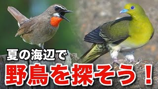 【アボカドの化身】ことりのあそびば しおのおと | ??? 