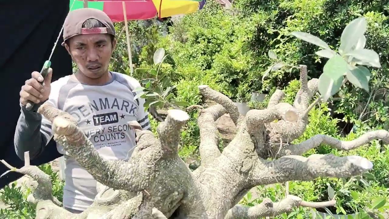 proses pengepresan bahan bonsai kimeng