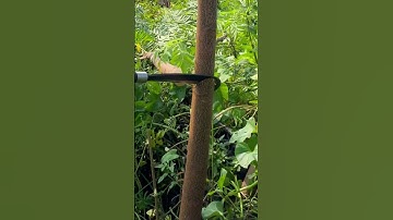 Tôi làm con dao quắm phát rẫy bằng thép trục xe tăng chặt cây như chặt chuối vậy