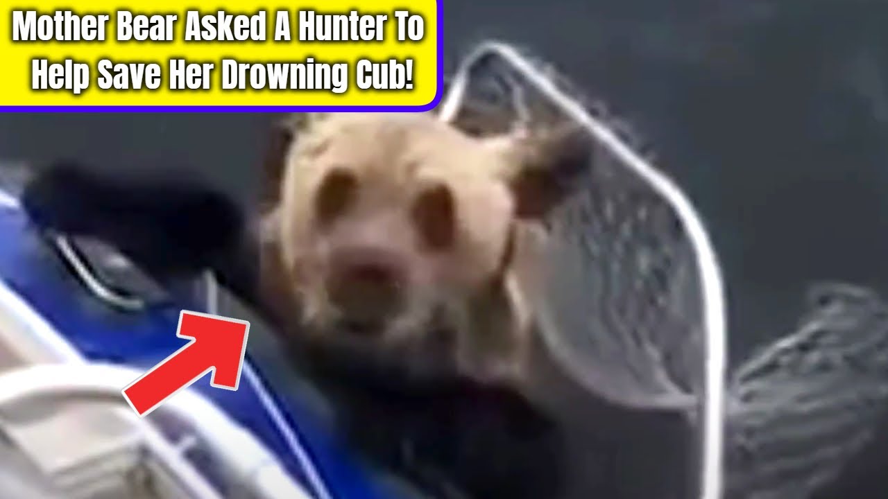 Mother Bear Asked A Hunter To Help Save Her Drowning Cub! - YouTube