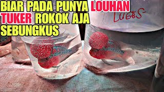 BIAR PADA PUNYA LOUHAN TUKER ROKOK AJA SEBUNGKUS !!! UPDATE HARGA IKAN LOUHAN DI JATINEGARA TERBARU