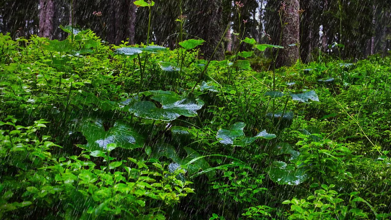 Sleep Sounds of Rain in Lush Forest | Relaxing Rainstorm Forest Sounds