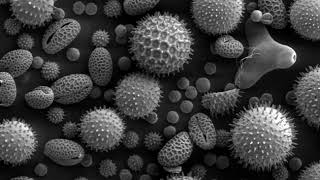 Light microscopy | Wikipedia audio article