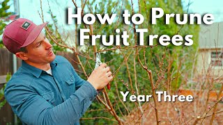 How To Prune Fruit Trees - Peach, Apple, Fig and more