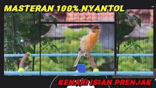 🔴Masteran ‼️ Kenari isian prenjak, cocok untuk masteran burung murai, cak ijo dll