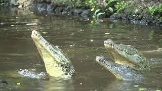 Nature's Helping Hand - Haller Park Mombasa || Wildlife Documentary screenshot 5