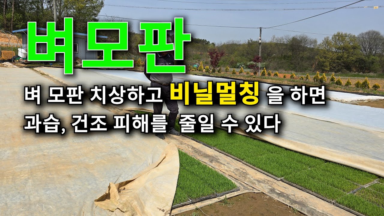 벼 모판 치상하고 비닐멀칭 을 하면 과습 건조 피해를 줄일 수 있다. - YouTube