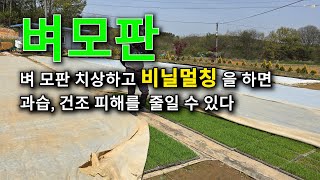 벼 모판 치상하고 비닐멀칭 을 하면 과습 건조 피해를 줄일 수 있다.