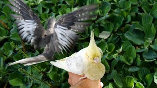 Cockatiels don&#39;t want to try the floating plants