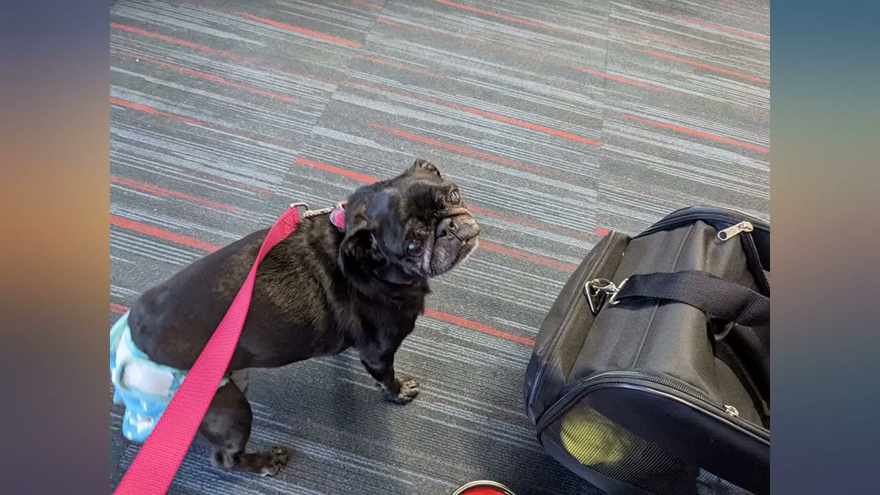 dbest products Pet Smart Cart, Medium, Black, Rolling Carrier with wheels soft review