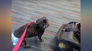 dbest products Pet Smart Cart, Medium, Black, Rolling Carrier with wheels soft review screenshot 1