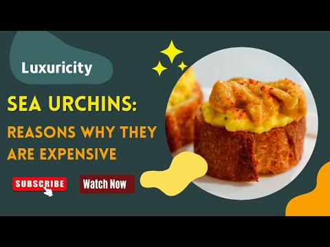Sea Urchins: Reasons Why They Are Expensive | Luxuricity