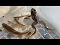 タガメの餌を捕獲しに川でガサガサ。小魚、カエル、ドジョウ