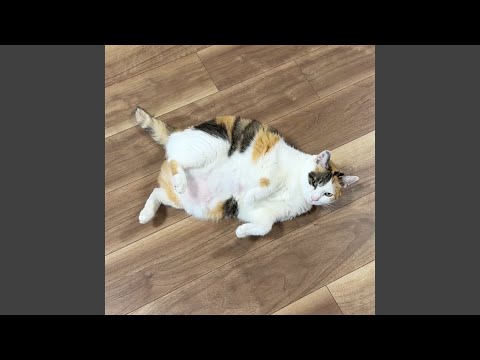 猫が感謝してる人にだけする行動3選 - YouTube