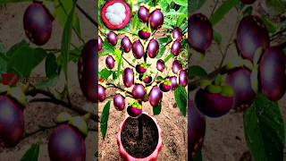 How to plant to grow mangosteen trees using stem cuttings.growingfruits