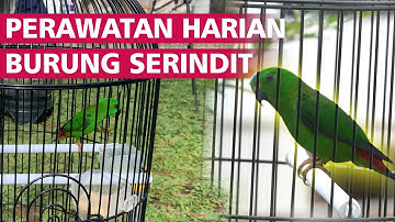 Cara merawat harian burung SERINDIT