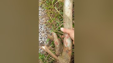 bán cây sim làm cảnh (toàn cây sim to cao giá 300k) 0942926116