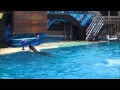 One Ocean, the Amazing Killer Whale Show (full HD)