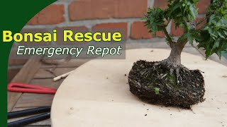 Emergency Repot for sick bonsai | Fixing Japanese Maple root problems