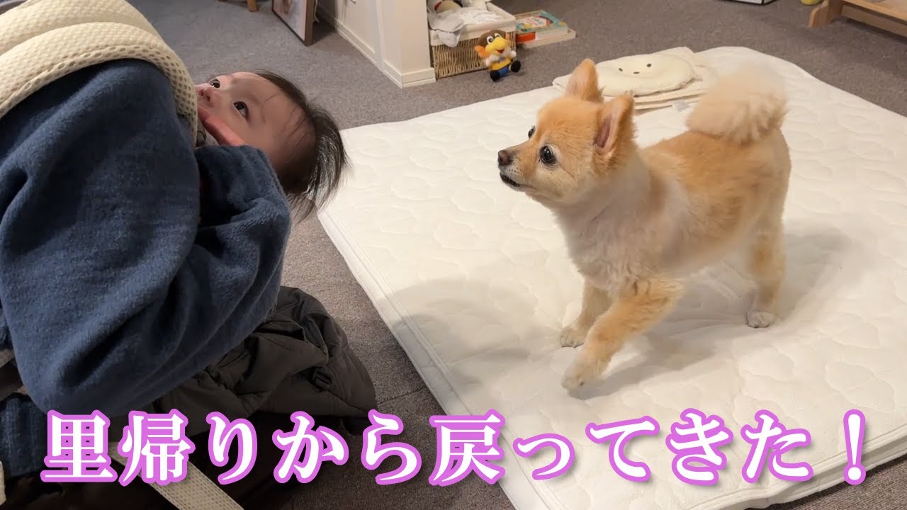 里帰りしていた妻と娘、久しぶりの再会を果たしたポメラニアンがこうなりました…