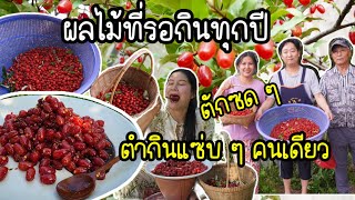 EP.772 Picking Korean Autumn olive to eat in Thai style.