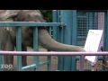 Elephant signs 96 Elephants pledge