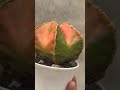 Magic of Myriostigma Koh-yo beautiful cactus 🌵🌵🌵#plants #garden #houseplants 🌿🌵