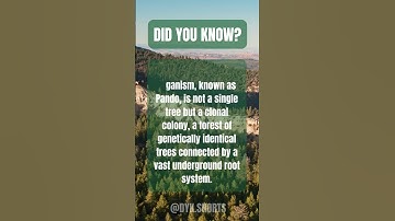 Did You Know: Pando #shorts