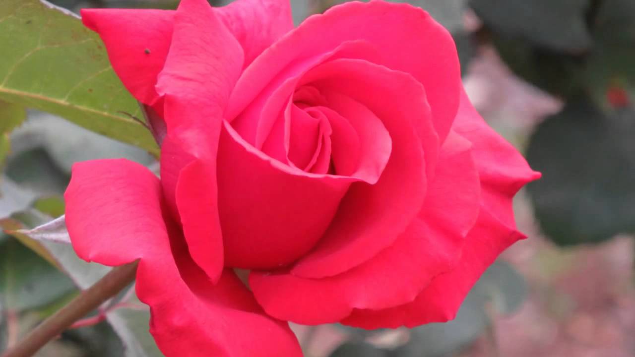 Jerusalem Roses (The Wohl Rose Park) גן הוורדים ירושלים YouTube