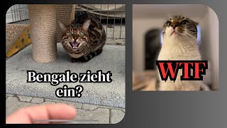 Eine 3. Katze zieht ein!? Wird alles gut gehen?