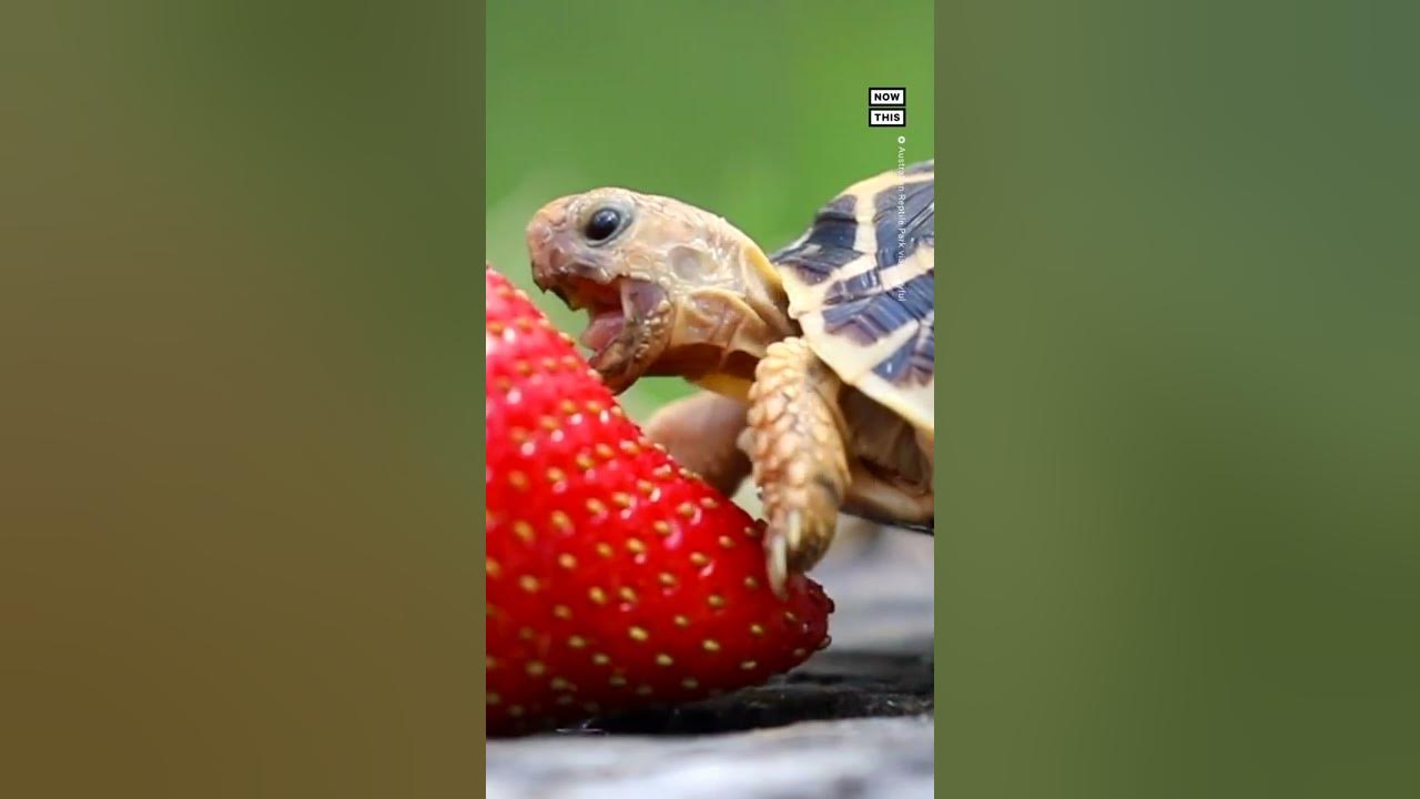 VIRAL: Watch Tiny Turtles Eating Tiny Pancakes! [VIDEO]