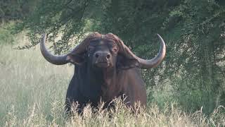 Getting 'THE LOOK' from a Buffalo Bull |  Schoongezicht