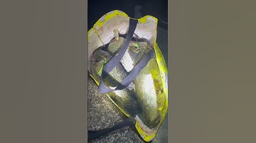 Cá vược ở nhật nhiều vô kể😂