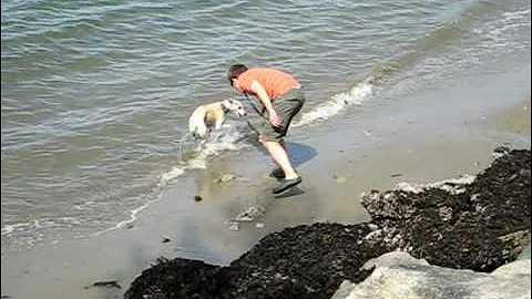 Tesla the Whippet Playing Fetch