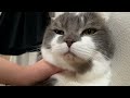 情けない系のお顔がラブいねこさんがひたすら撫で回される動画 猫の二重幅に注目