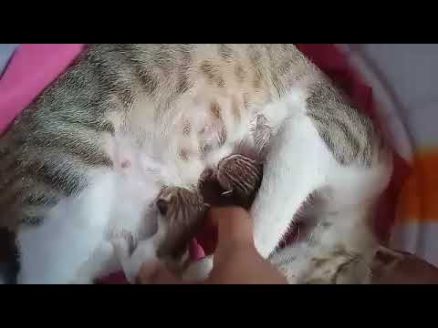 asi sister delivery 2 kitten 😽 #cat #video #subscribe 👍