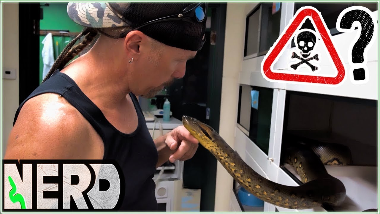 jual ular anaconda hijau Giant Green Anacondas are GRAVID - Captive or Wild?