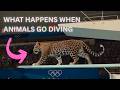 21 animals compete in Olympic diving