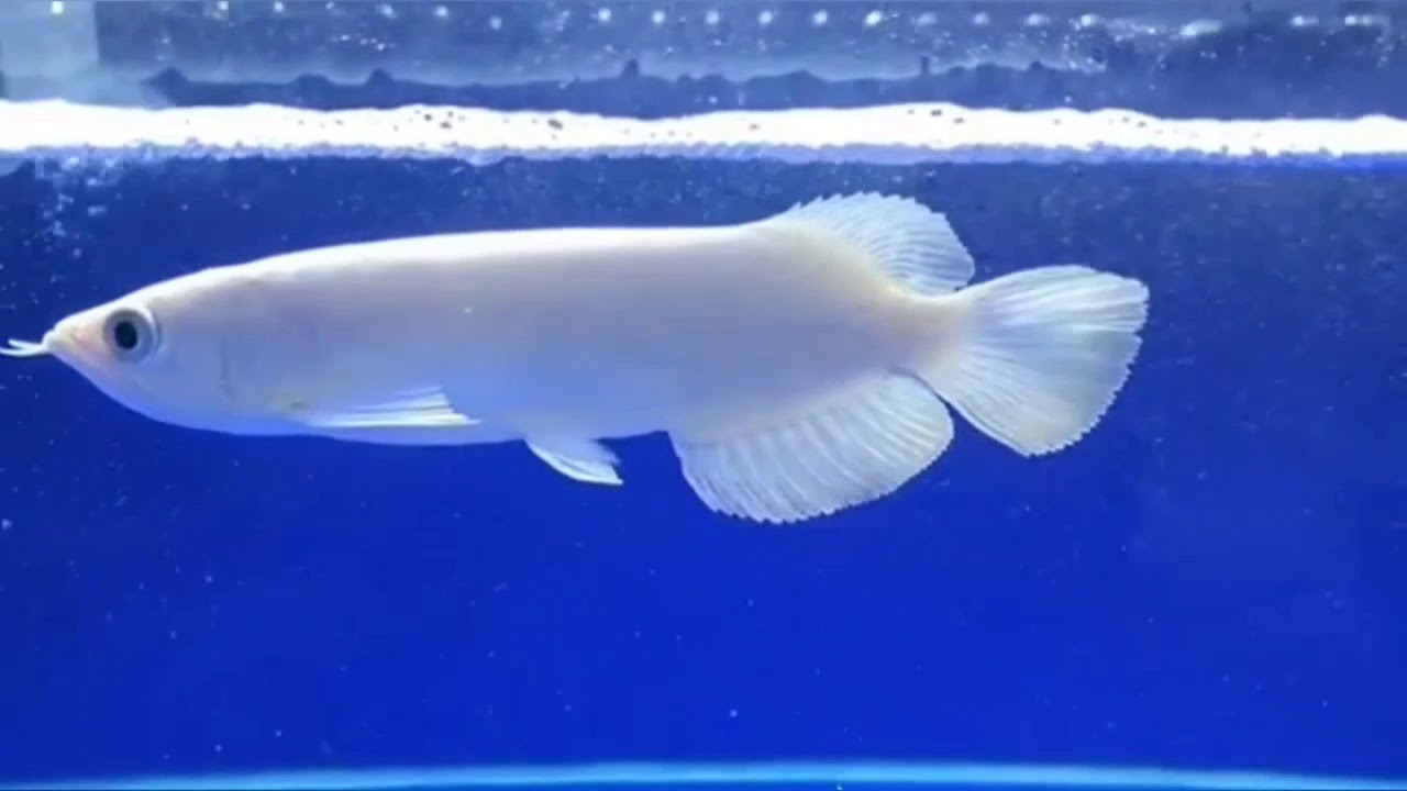  arwana albino  arowana YouTube