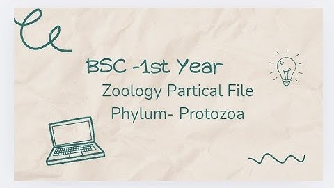 Zoology- Phylum- Protozoa, BSC-1 st year zoology practical file with classification