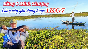 Câu cá lóc láng cây gòn đụng huro 1kg7 |#câu cá lóc rừng U Minh Thượng#@huukhuynhkiengiang (tập 82)