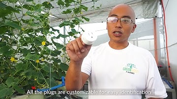 THE MODERN SMART GREENHOUSE (Using Smart Switches) | Greengold Farms