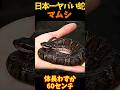 【ゆっくり解説】 絶対に刺激してはいけない日本マムシ