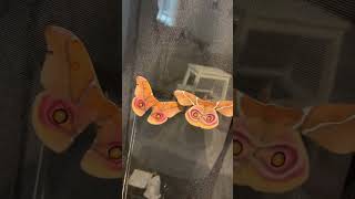 Antherina Suraka moth from Madagascar! #viralshorts #viralfeeds #video #moths #butterflies #shorts