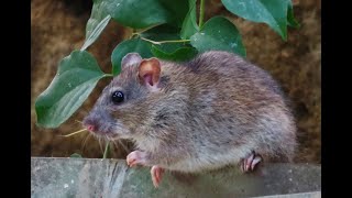 Brown rat - (Rattus norvegicus) - Κοινός καστανός αρουραίος - Cyprus